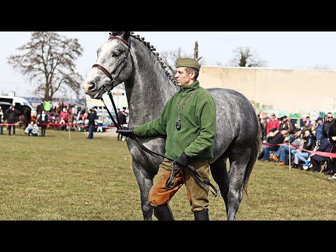 Stallion show at OSiR in Turek 2023.