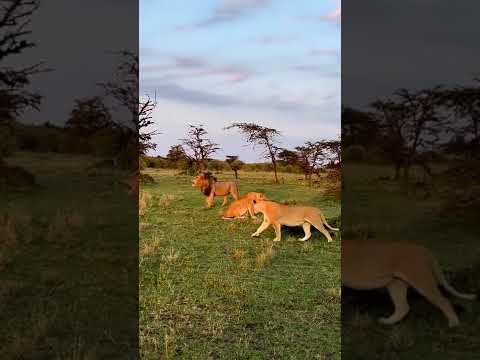 Young Lioness don't entertain playing while sick #shorts #lion