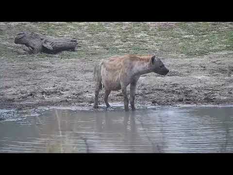 Djuma: Two Hyenas drink at dam-one is June with a huge full belly - 05:11 - 10/30/21