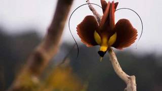Birds of Paradise-Peter, Sue &amp; Marc