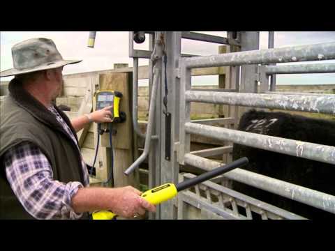 Tru-Test EziWeigh7 Weigh Scale Indicator - Launch