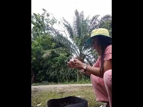 Plant propagation part2