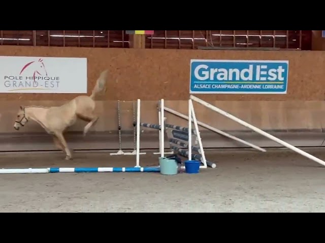 Marquis de l'&eacute;tang