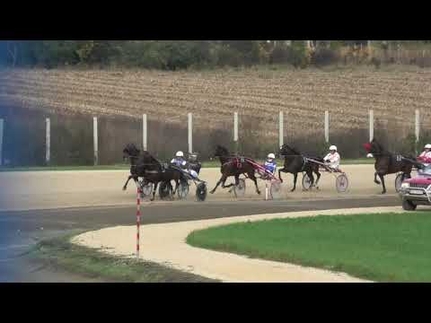 Trka "UBM d.o.o.-Golden Horse-Novi Sad” 23.10.2021 Saphir AT - Dejan Katanić