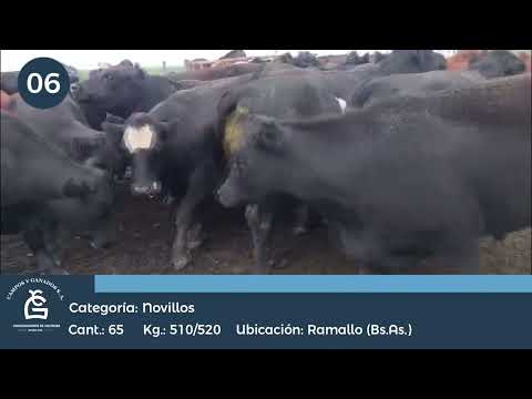 Lote NV Exportación UE Hilton - Ramallo Bs As