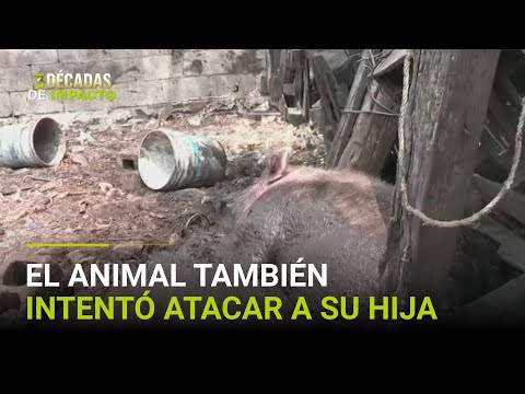 Un abuelo hispano muere tras ser atacado por un cerdo: vecinos no lograron quitárselo de encima
