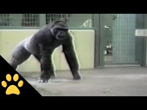 Monkey E-cards, In this awesome video compilation, apes