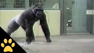 In deze geweldige videocompilatie, apen