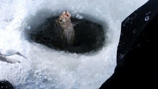 Палатки для зимней рыбалки в калининграде