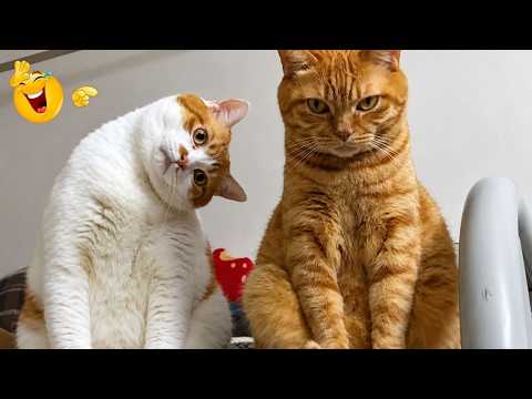 Best Cat Moments 🐈 | TRY NOT TO LAUGH – FUNNY Cat FAILS Compilation 😹😂