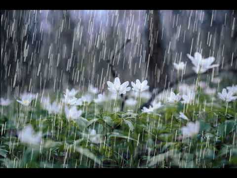 November Rain - Jannabi cover