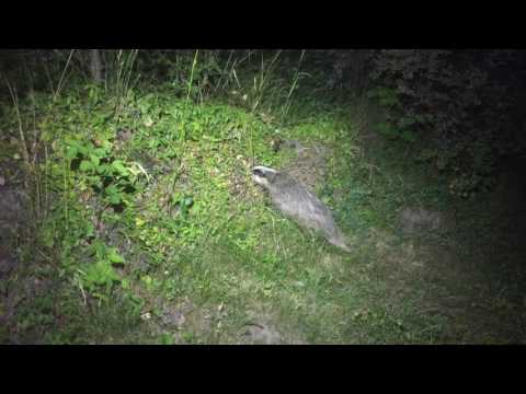 Grävlingen attackerar!