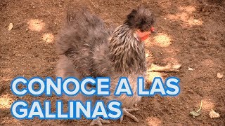 Conoce a las gallinas
