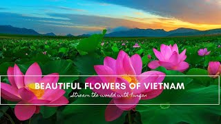 Beautiful flowers of Vietnam