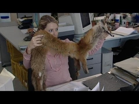 Der Fuchs - Stromberg