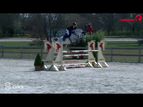 Hengstvorführung Mai 2021 | Crack