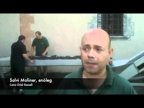 Cava Oriol Rossell - verema Syrah 2011