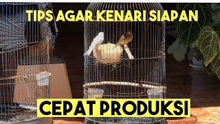 Download lagu Tips for matching canaries for fast production mp3 Download lagu Tips for matching canaries for fast production mp3