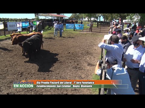 Angus: 6ta Prueba Pastoril del Litoral -  Martin Sieber