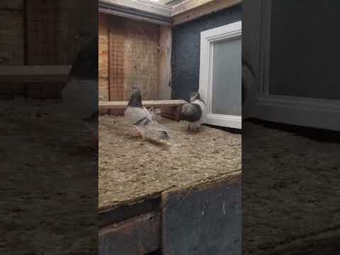 English Tippler pigeon flying