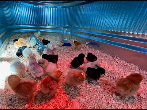 , title : 'How To Raise Baby Chicks | Simple Tips For A Healthy Flock'