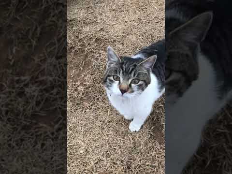 아침마다 찾아와 애교부리는 옆집 고양이