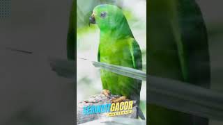 Download lagu Burung Serindit Gacor mp3