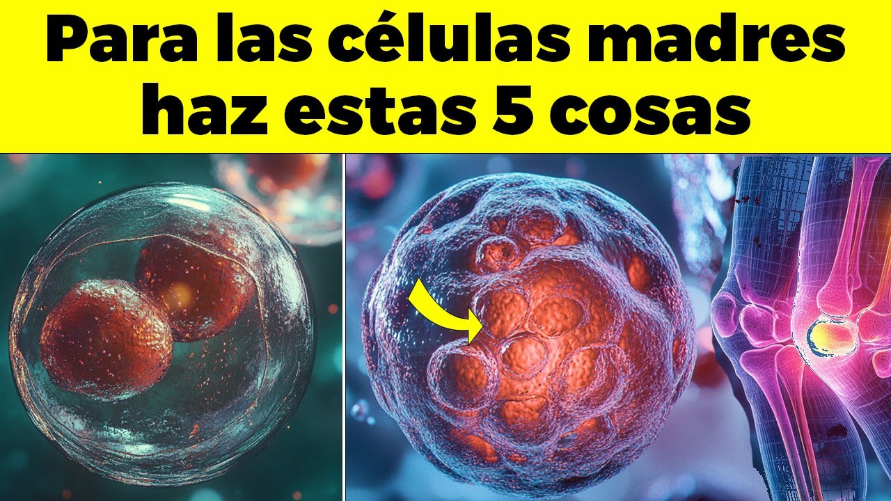 Solo 1 Al Día Para Aumentar Las Células Madre Y Rejuvenecer