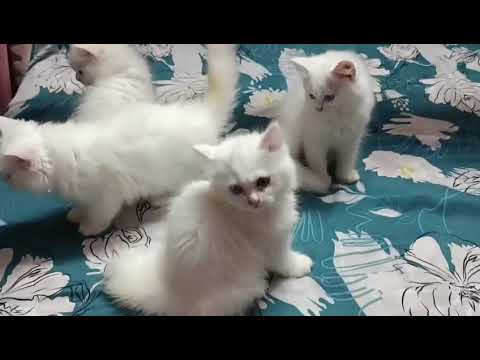 Baby 😺 kitten persian cat