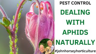 STOP APHID DAMAGE: SIMPLE NATURAL SOLUTIONS FOR GARDENERS