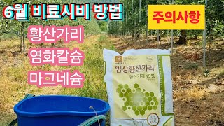 6월 황산가리 염화칼슘 마그네슘 비료주는 방법 및 주의사항