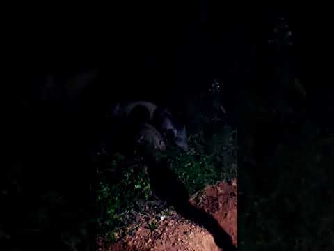 varaaha roopam live 🐷 #wildlife #kantara #naturephotography