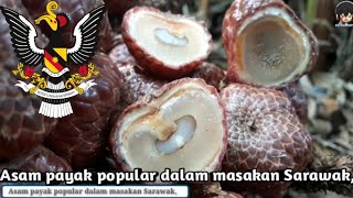 preview picture of video 'Asam payak popular dalam masakan Sarawak,'