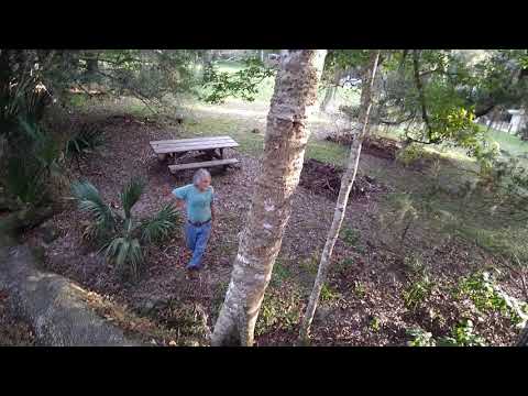 Up In a Sister Tree of the Fairchild Oak