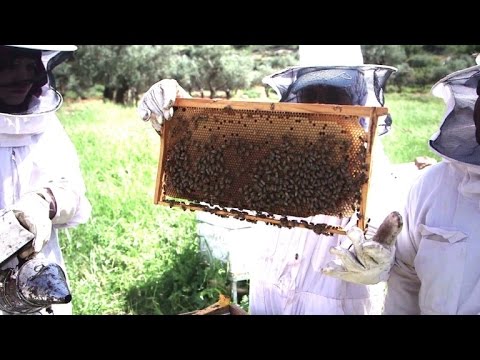 Palästinensische Frauen entdecken Bienenzucht