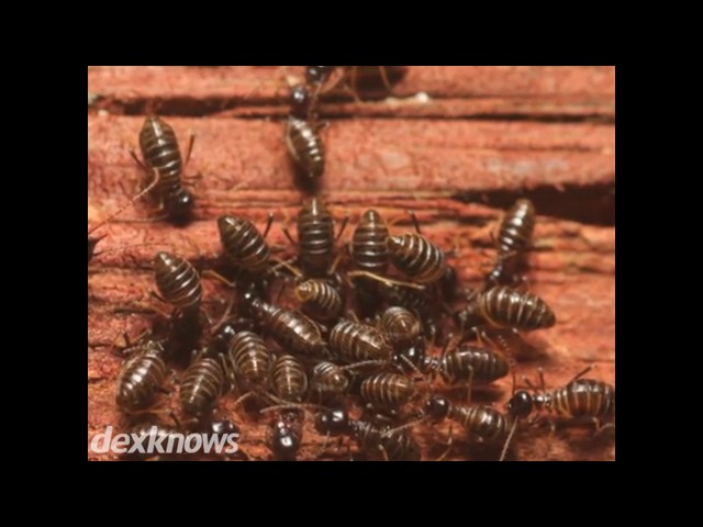 X-Terminator Termite Control - Phoenix, AZ