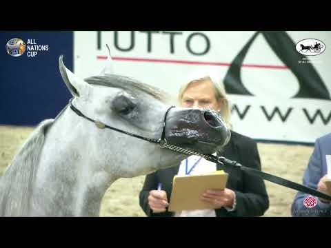 N 86 MURANAS NADER   AACHEN 2022   38° All Nations Cup   Colts 3 Years Old Class 6A