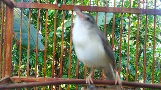 Download lagu suara krek krek lanjut nge klik prenjak sawah jantan||Pancingan klik klik bahan mp3 Download lagu suara krek krek lanjut nge klik prenjak sawah jantan||Pancingan klik klik bahan mp3