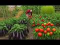 Live From Azerbaijan Village Sweet Grandma Harvests Fresh Vegetables In The Mountains