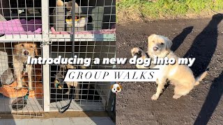 How I introduce a new dog into my group walks | All Paws Outdoors