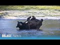 American Black Bears Play On Frozen Lake At Bedfordshire Safari Park Amid Cold Snap