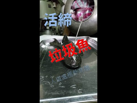 金色垃圾魚