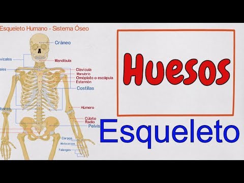 🔵 Los HUESOS del CUERPO HUMANO 🦴 ESQUELETO Humano ✔️ Sistema Óseo