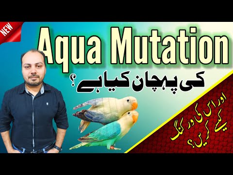 Love bird Aqua Mutation | ایکوا لوبرڈ کی پہچان کیا ہے | Aqua b2 | Aqua b1| Welcome Aviary official