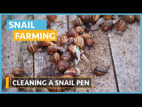 Snail Farming Lesson 1 Introduction