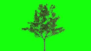 3d tree wind effect simulation (animation) green s