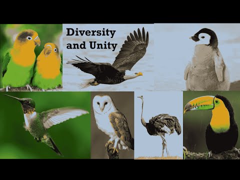 Evolution (Part III) - Myths and Misconceptions