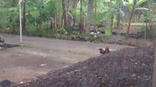 Download lagu Entok vs ayam birma mp3