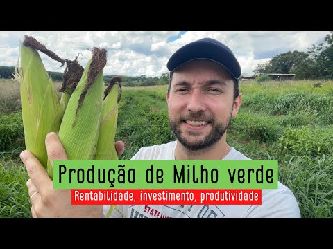 Como plantar Milho verde, rentabilidade, investimento