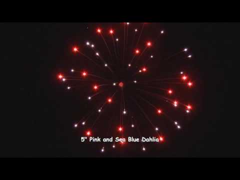 5 inch Pink and Sea Blue Dahlia